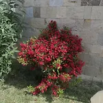 Διαμέρισμα Sea Garden Sveti Vlas